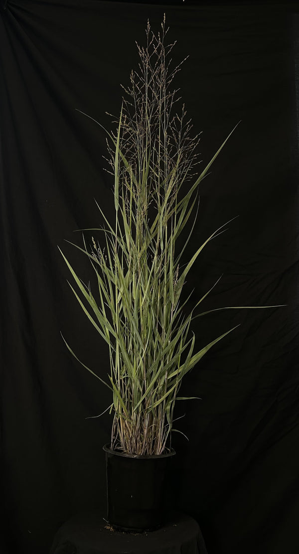 Panicum virgatum 'Prairie Dog' - Prairie Dog Switch Grass