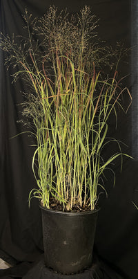 Panicum virgatum 'Prairie Fire' - Prairie Fire Red Switch Grass