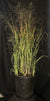 Panicum virgatum 'Prairie Fire' - Prairie Fire Red Switch Grass