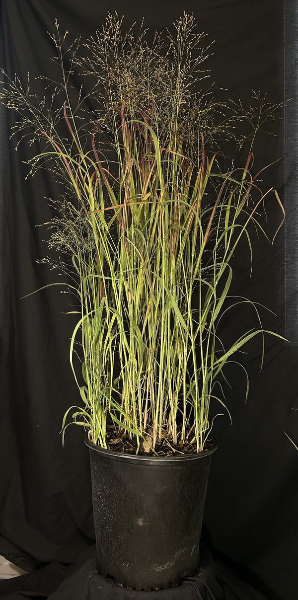 Panicum virgatum 'Prairie Fire' - Prairie Fire Red Switch Grass