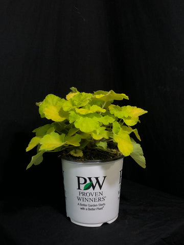 Heuchera 'Pistachio Ambrosia' - Pistachio Ambrosia Coral Bells