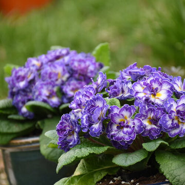 Primula vulgaris 'Blue Ripples' - Blue Ripples Primrose