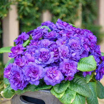 Primula vulgaris 'Violetta' - Violetta Primrose