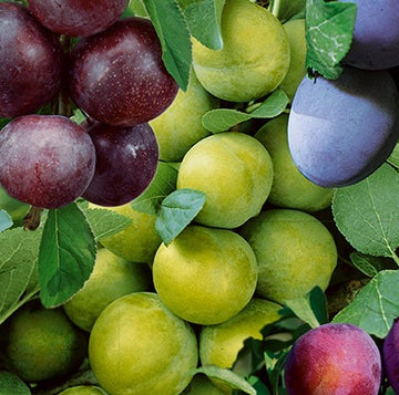 Prunus Combo Plum - Plum Combo