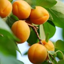 Prunus armeniaca 'Puget Gold' - Puget Gold Apricot