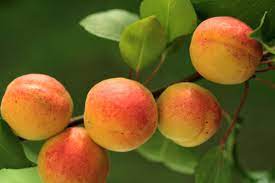 Prunus armeniaca 'Tilton' - Tilton Apricot
