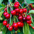 Prunus avium 'Sweetheart' - Sweetheart Cherry