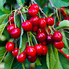 Prunus avium 'Sweetheart' - Sweetheart Cherry