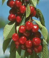 Prunus avium 'Vandalay' - Vandalay Sweet Cherry