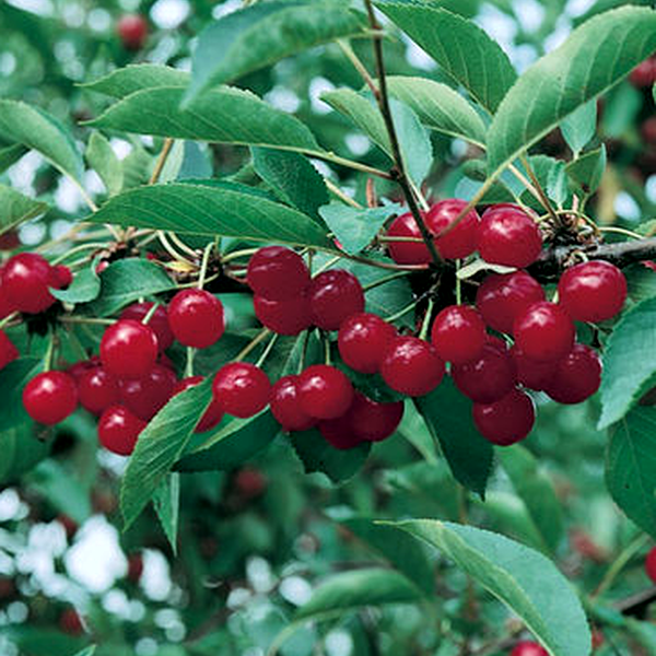 Prunus cerasus 'Montmorency' - Montmorency Cherry