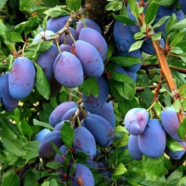 Prunus domestica 'Italian' - Italian Plum