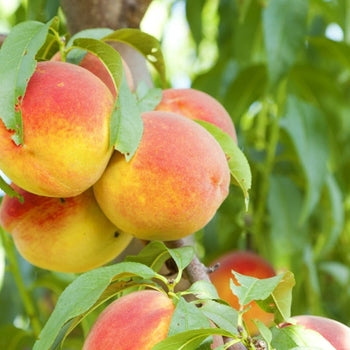 Prunus persica 'Hardy Red' - Hardy Red Nectarine | hillennursery