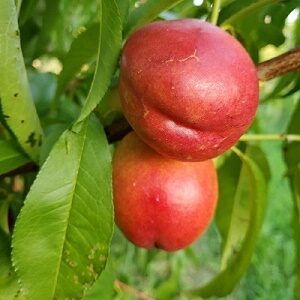 Prunus persica 'Harko' - Harko Nectarine