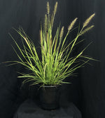 Pennisetum alopecuroides 'Pure Energy' - Pure Energy Fountain Grass