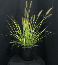 Pennisetum alopecuroides 'Pure Energy' - Pure Energy Fountain Grass