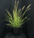 Pennisetum alopecuroides 'Pure Energy' - Pure Energy Fountain Grass