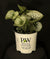 Brunnera macrophylla 'Queen of Hearts' - Queen of Hearts Heartleaf Brunnera