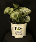 Brunnera macrophylla 'Queen of Hearts' - Queen of Hearts Heartleaf Brunnera