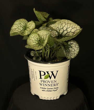 Brunnera macrophylla 'Queen of Hearts' - Queen of Hearts Heartleaf Brunnera