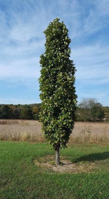 Quercus x warei 'Nadler' - Kindred Spirit® Oak