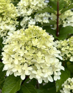 Hydrangea paniculata ‘SMNHPM’ - Quick Fire Fab™ Hydrangea