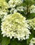 Hydrangea paniculata ‘SMNHPM’ - Quick Fire Fab™ Hydrangea