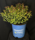 Spiraea japonica 'Matgold' - Rainbow Fizz™ Japanese Spirea