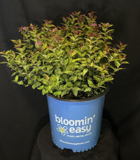 Spiraea japonica 'Matgold' - Rainbow Fizz™ Japanese Spirea