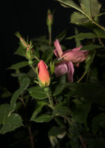 Rosa ‘Radcor’ Standard - Rainbow Knock Out® Standard Rose