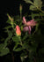 Rosa ‘Radcor’ Standard - Rainbow Knock Out® Standard Rose