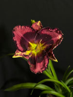 Hemerocallis 'Storm Shelter' - Rainbow Rhythm® Storm Shelter Daylily