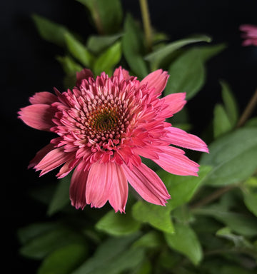 Echinacea 'Raspberry Beret' - Raspberry Beret Coneflower