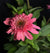 Echinacea 'Raspberry Beret' - Raspberry Beret Coneflower