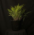 Hakonechloa macra 'Beni-Kaze' - Red Wind Japanese Forest Grass