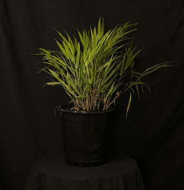 Hakonechloa macra 'Beni-Kaze' - Red Wind Japanese Forest Grass
