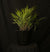 Hakonechloa macra 'Beni-Kaze' - Red Wind Japanese Forest Grass