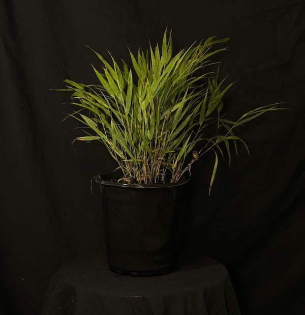 Hakonechloa macra 'Beni-Kaze' - Red Wind Japanese Forest Grass