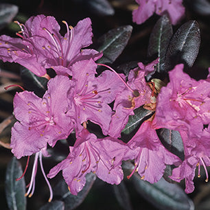 Rhododendron x 'Checkmate' - Checkmate Rhododendron