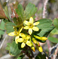 Ribes aureum - Golden Currant