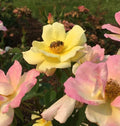 Rosa 'Radpastel' - Peach Lemonade™ Rose