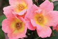 Rosa ‘Radcor’ Standard - Rainbow Knock Out® Standard Rose