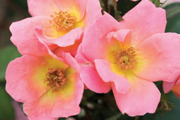 Rosa ‘Radcor’ Standard - Rainbow Knock Out® Standard Rose