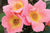 Rosa ‘Radcor’ Standard - Rainbow Knock Out® Standard Rose