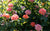 Rosa ‘Radslam’ Standard - Orange Glow™ Knock Out® Rose Standard