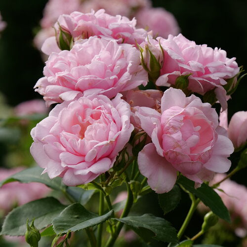 Rosa x 'BOZFRA021' - Reminiscent™ Pink Rose