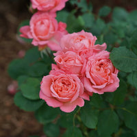 Rosa x 'BOZFRA221' - Reminiscent™ Coral Rose