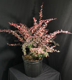Berberis thunbergii 'Rose Glow' - Rose Glow Barberry