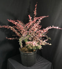 Berberis thunbergii 'Rose Glow' - Rose Glow Barberry