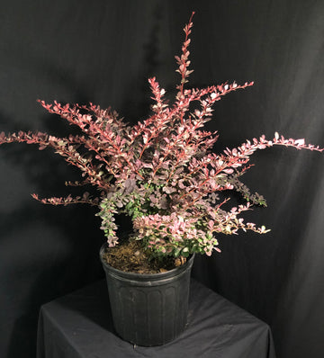 Berberis thunbergii 'Rose Glow' - Rose Glow Barberry