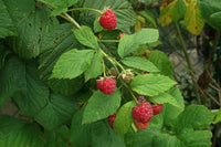 Rubus idaeus - Wild Red Raspberry